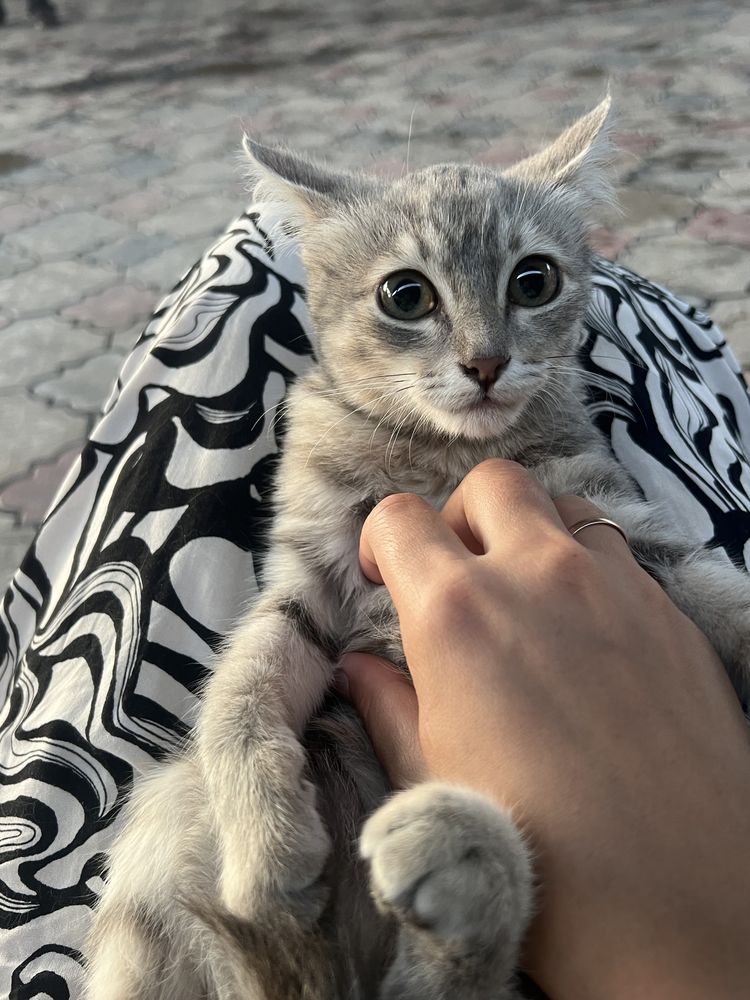 Отдам котенка в добрве руки