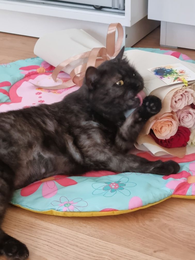 Передержка по одной кошке.