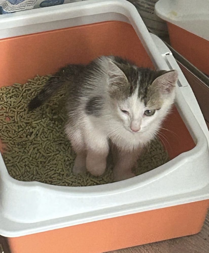 Котенок, мальчик, 4 месяца