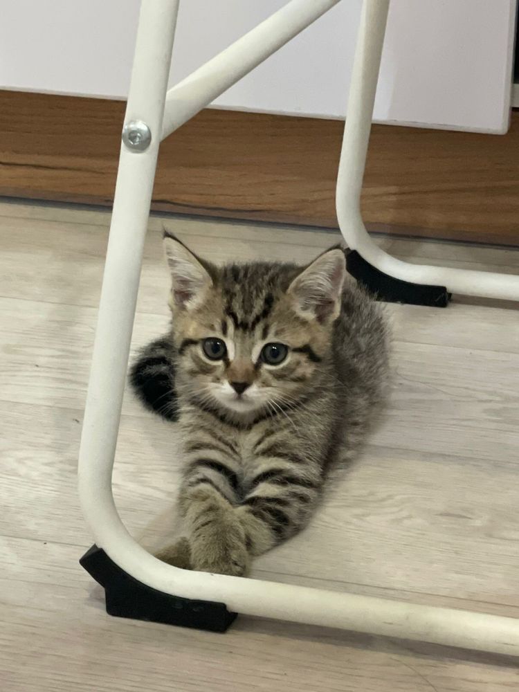 Котята два месяца