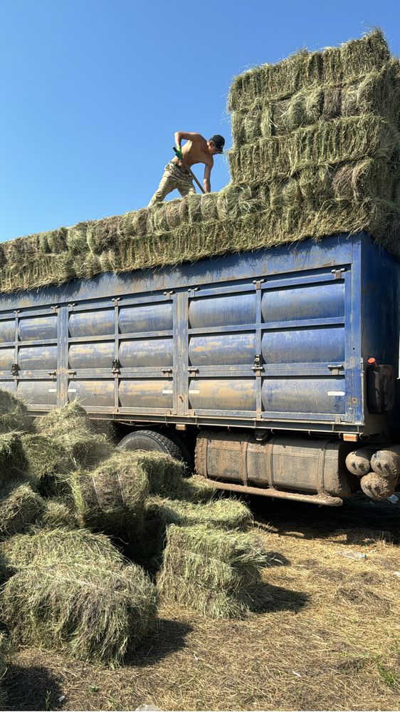Продам сено житняк