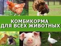 Корма для сельскохозяйственных животных