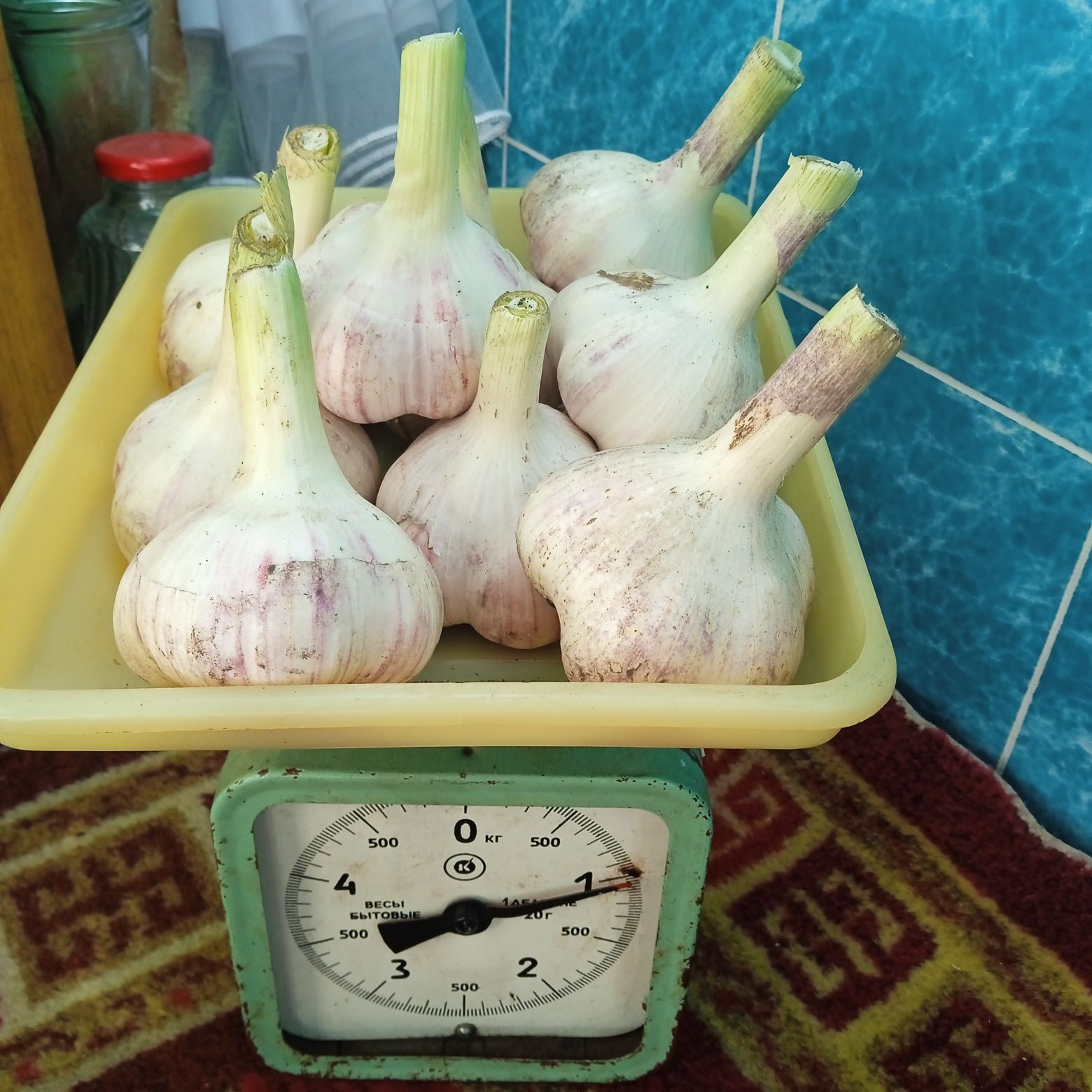 Продам озимый чеснок
