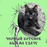 Бездомное чудо ищет хозяина!
