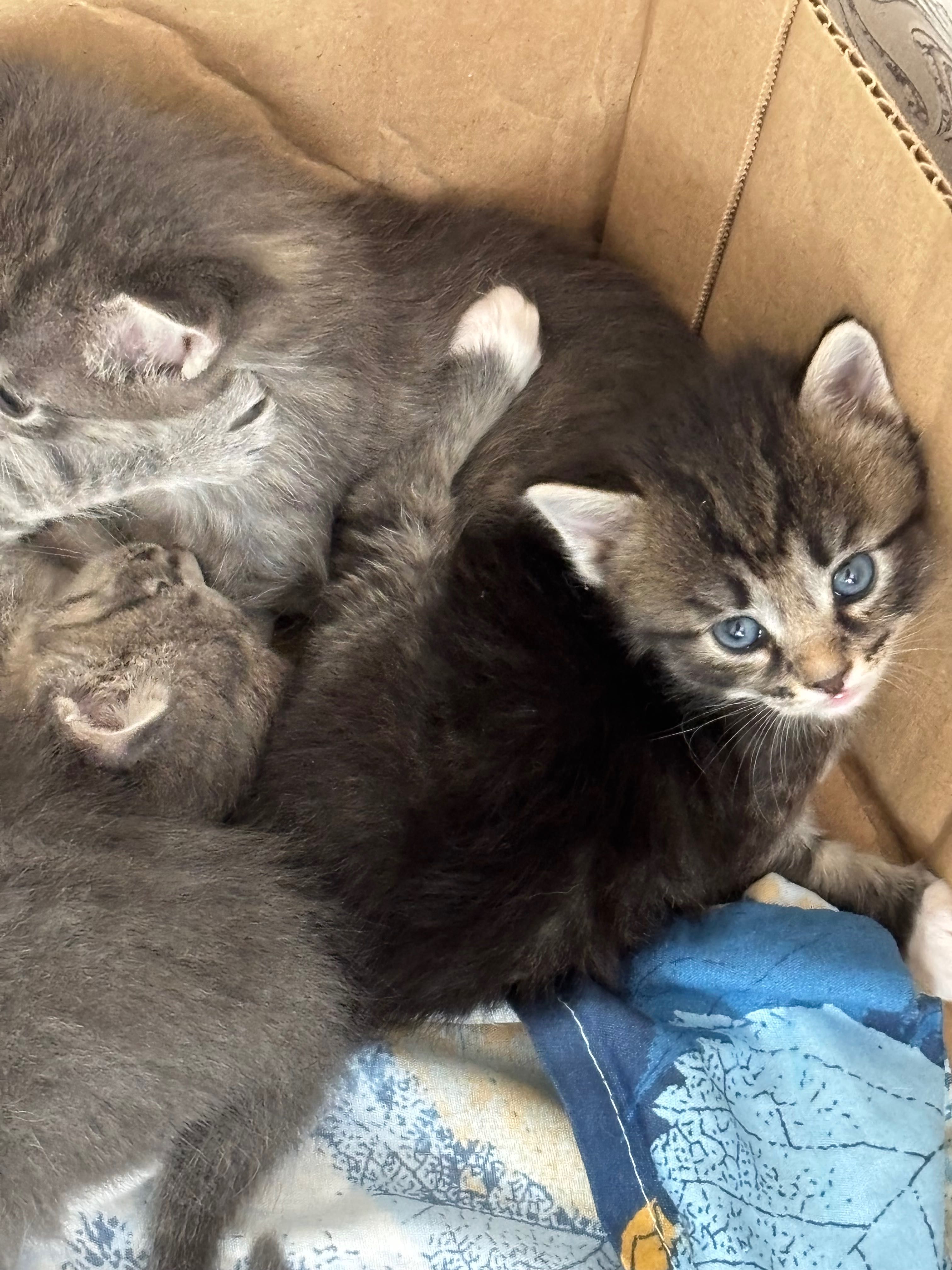 Срочно котикам нужен хороший дом