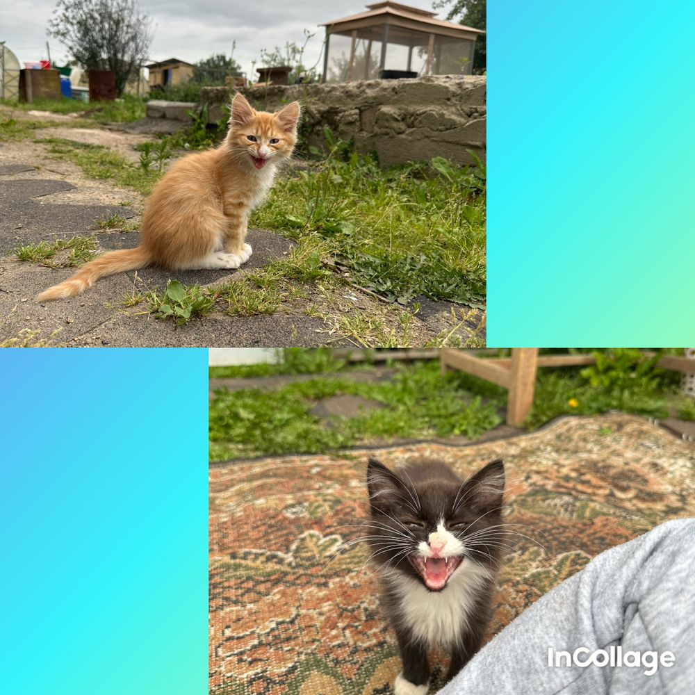 Чудесные котята ищат любящую семью
