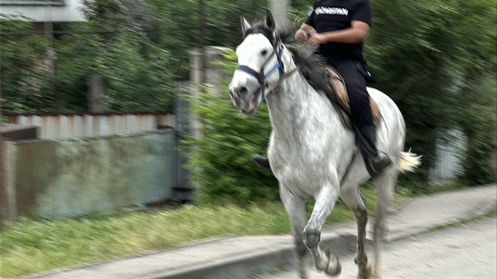 Айғыр сатылады. 6 жасар. Жеребец лошадь айгыр конь
