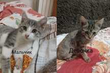 Отдаю котят в хорошие руки