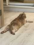 Шотландский прямоухий кот