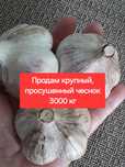Домашний крупный чеснок