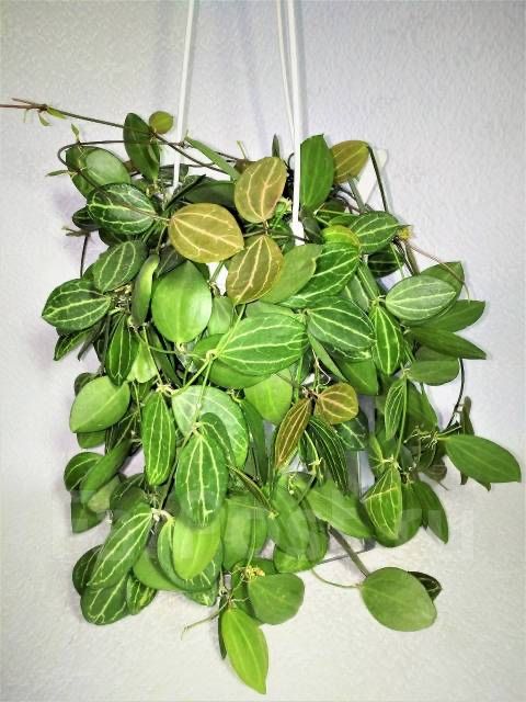 Продам Дисхидия Овата
