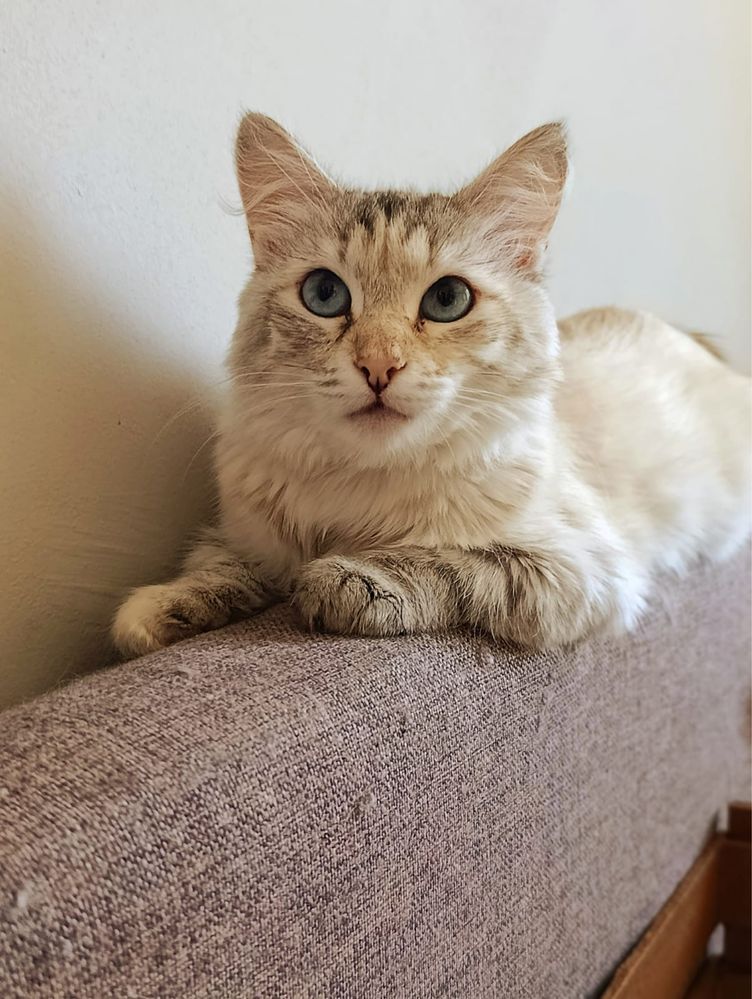 Кошка в добрые руки