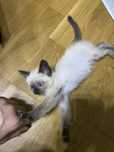 Отдам котенка в хорошие руки