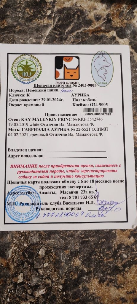 Вязка померанский шпиц 1.5мес