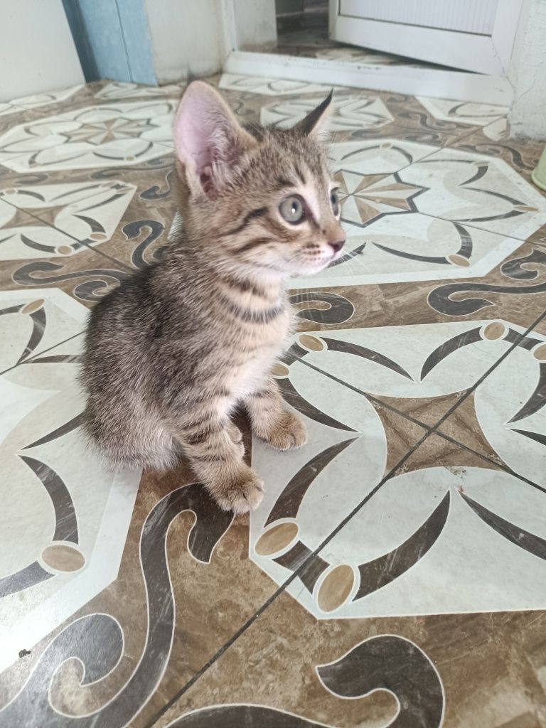 Домашние котята, мыргаулар