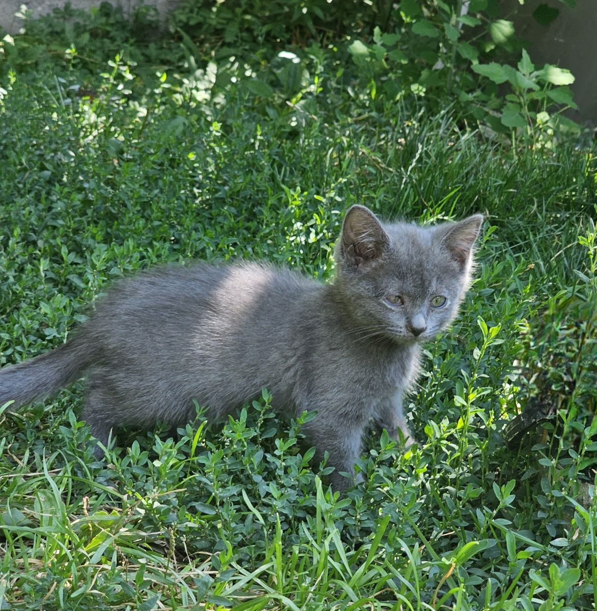 Котята в хорошие руки.