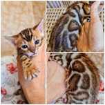Бенгальские котята из сертифицированного питомника