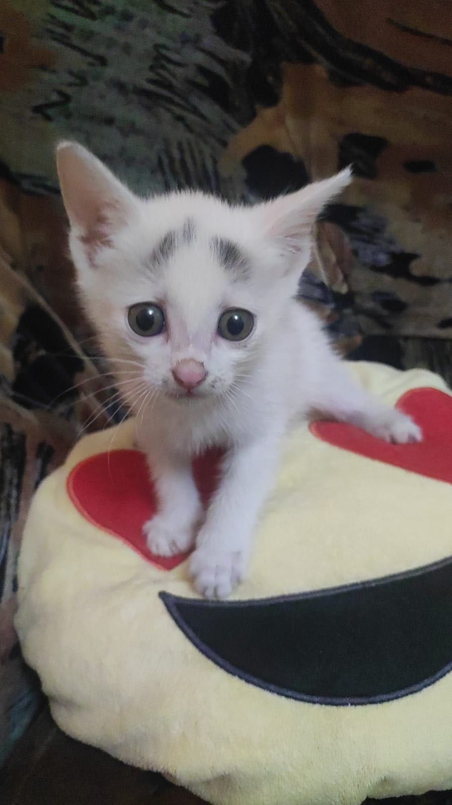 Отдам котят в добрые руки! 5 июля будет 2 месяца!