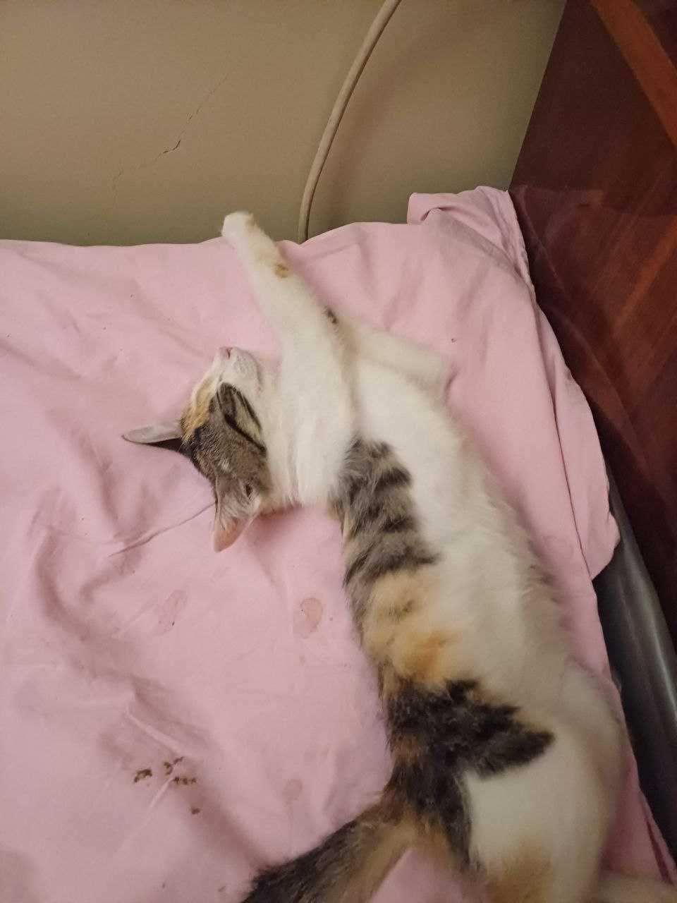 Отдам трехцветного котенка девочка