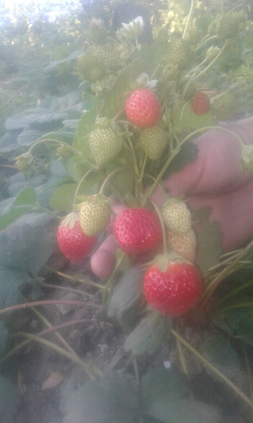 Клубника дачная с доставкой