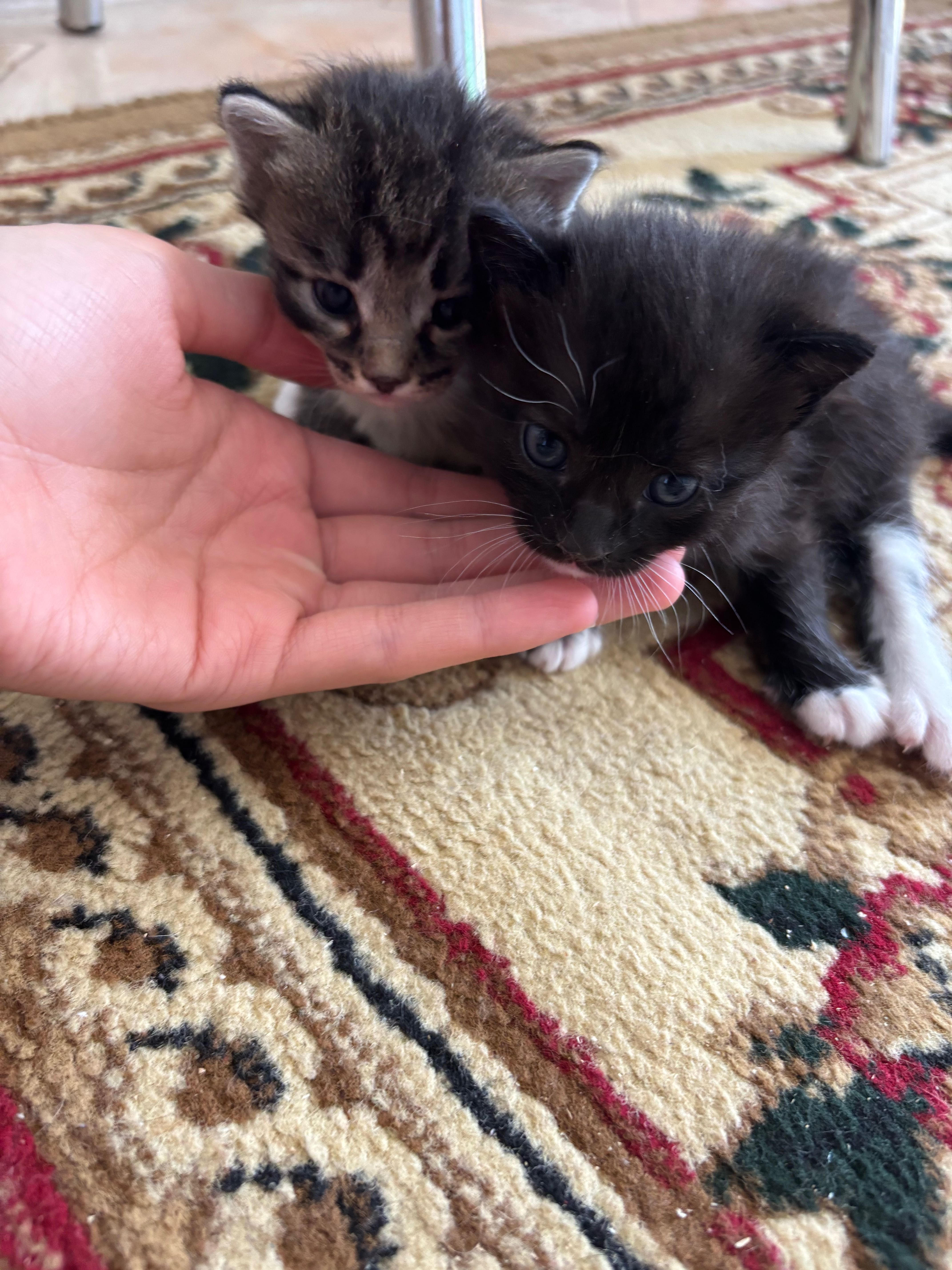 Срочно котикам нужен хороший дом