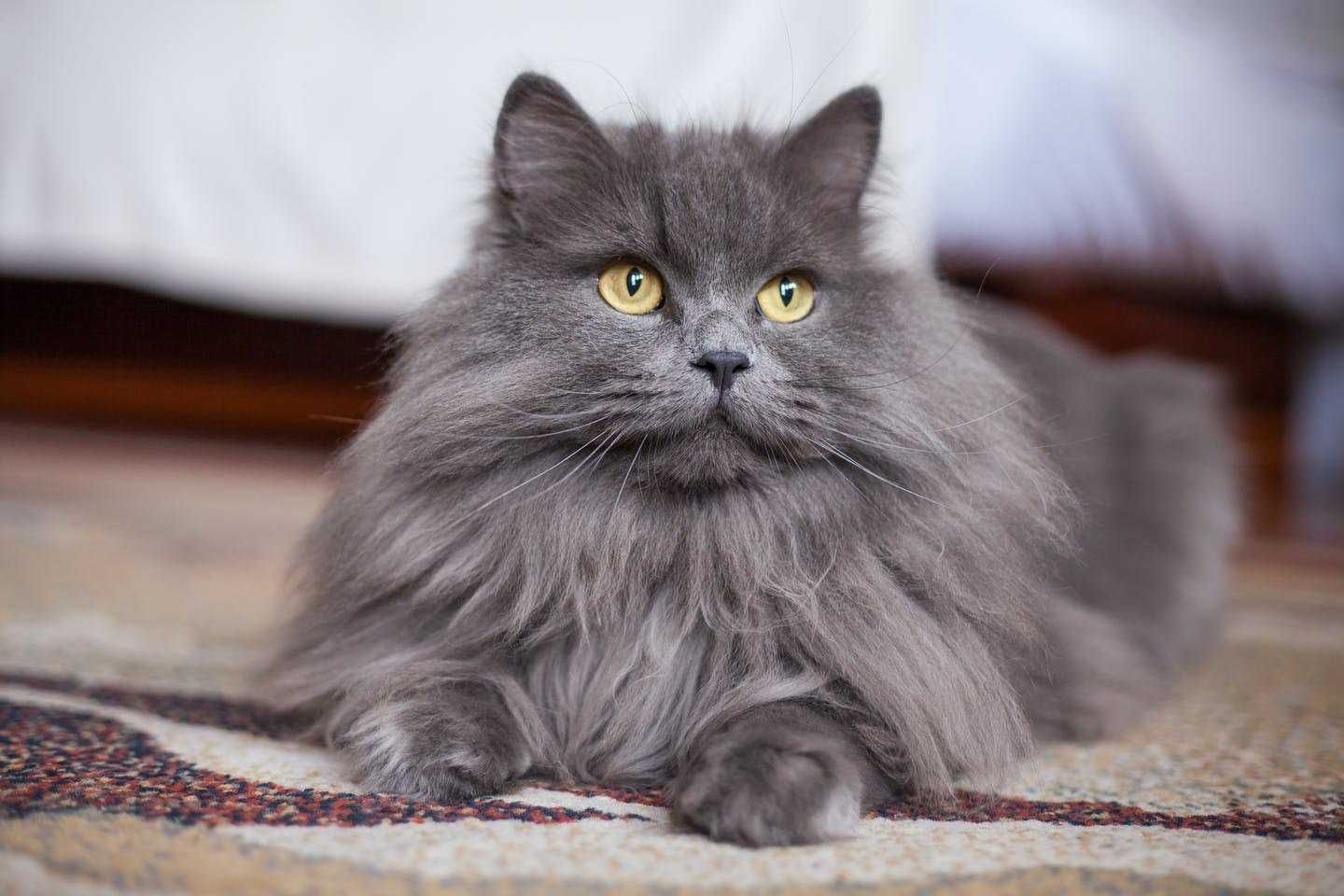 Пристраивается кошечка, 6 месяцев