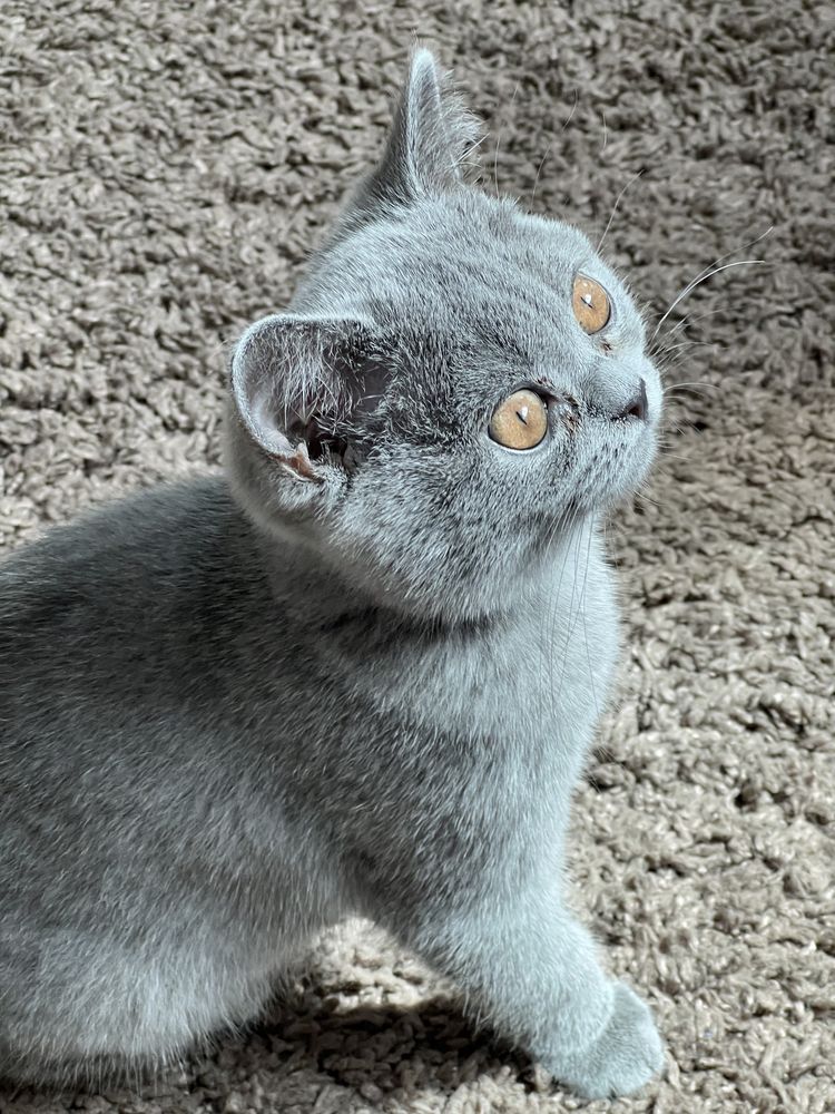 Котенок британский