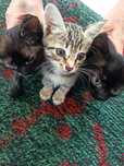Отдам котят в добрые руки (кошечки-охотницы)