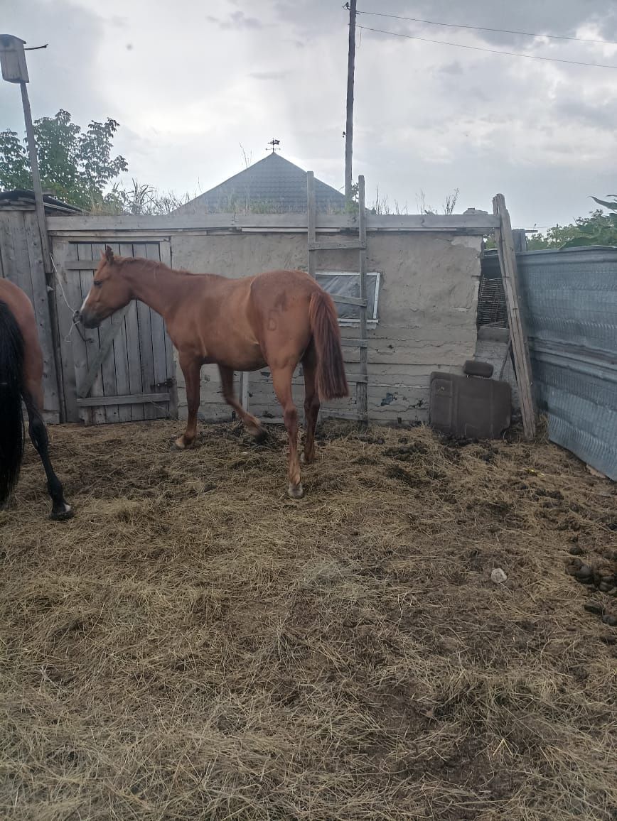 Продам кобылицу 2,7