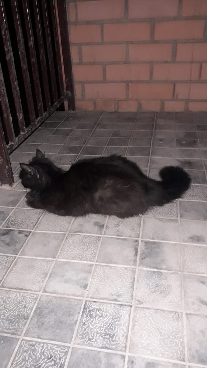 Отдам кошку в добрые руки!