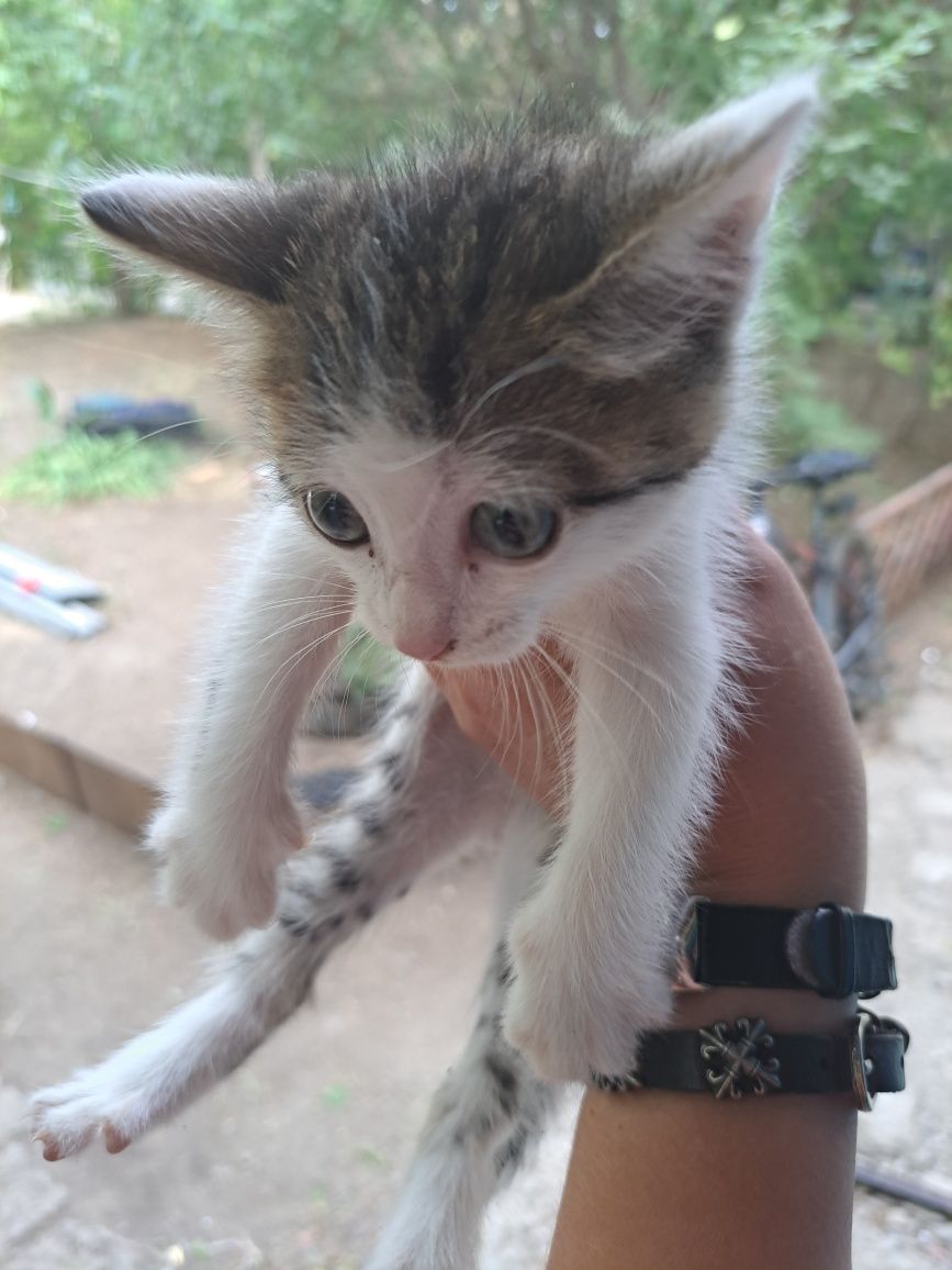 Отдам котёнка, мальчик. Чистенький, игривый