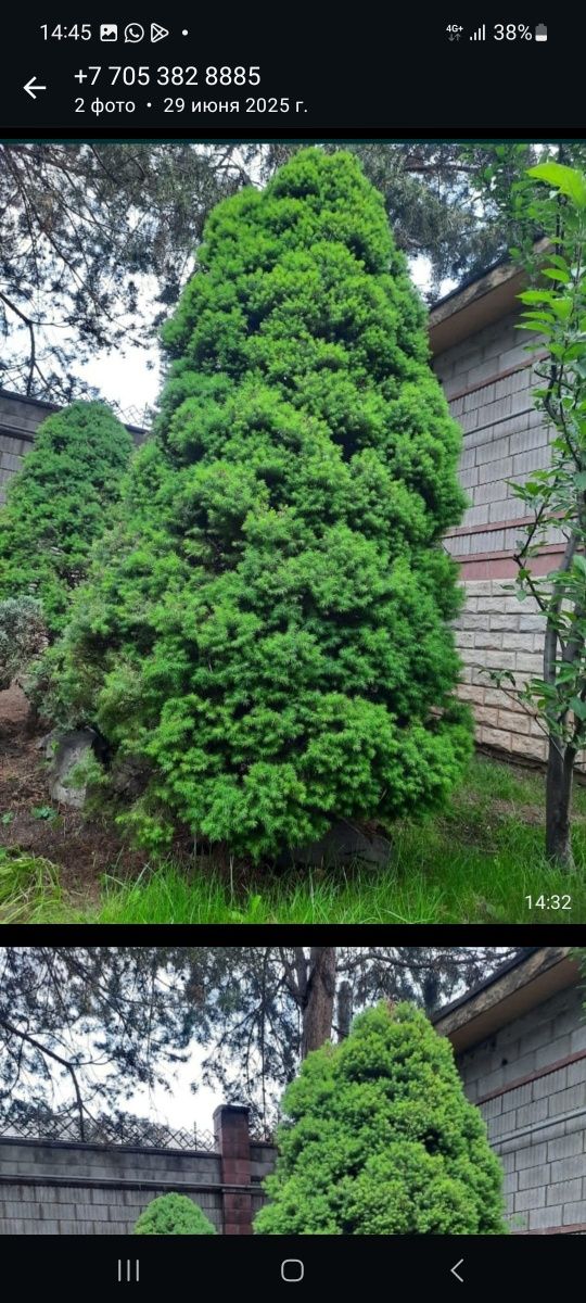 Хвойные декоративная плодовых деревья  елки кустарники  цветы