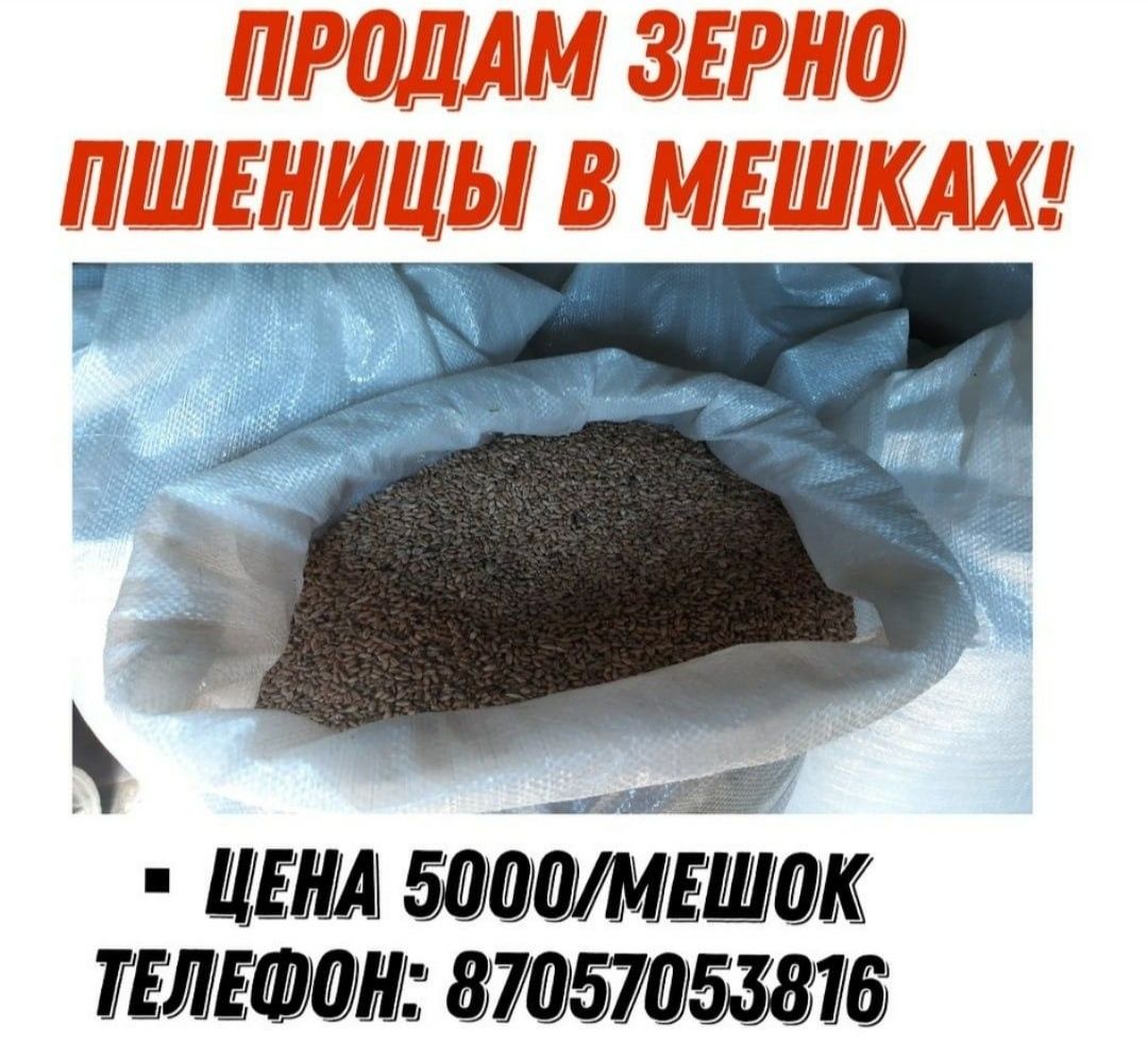Продам зерно пшеницы в мешках