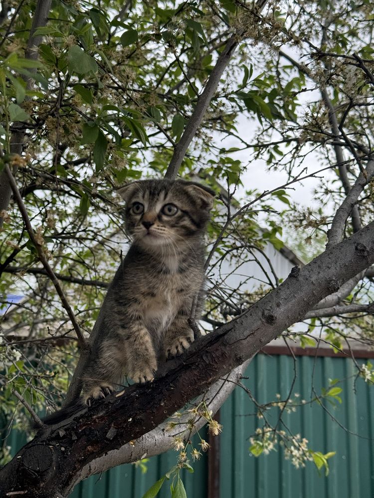 Бесплатно отдам котенка