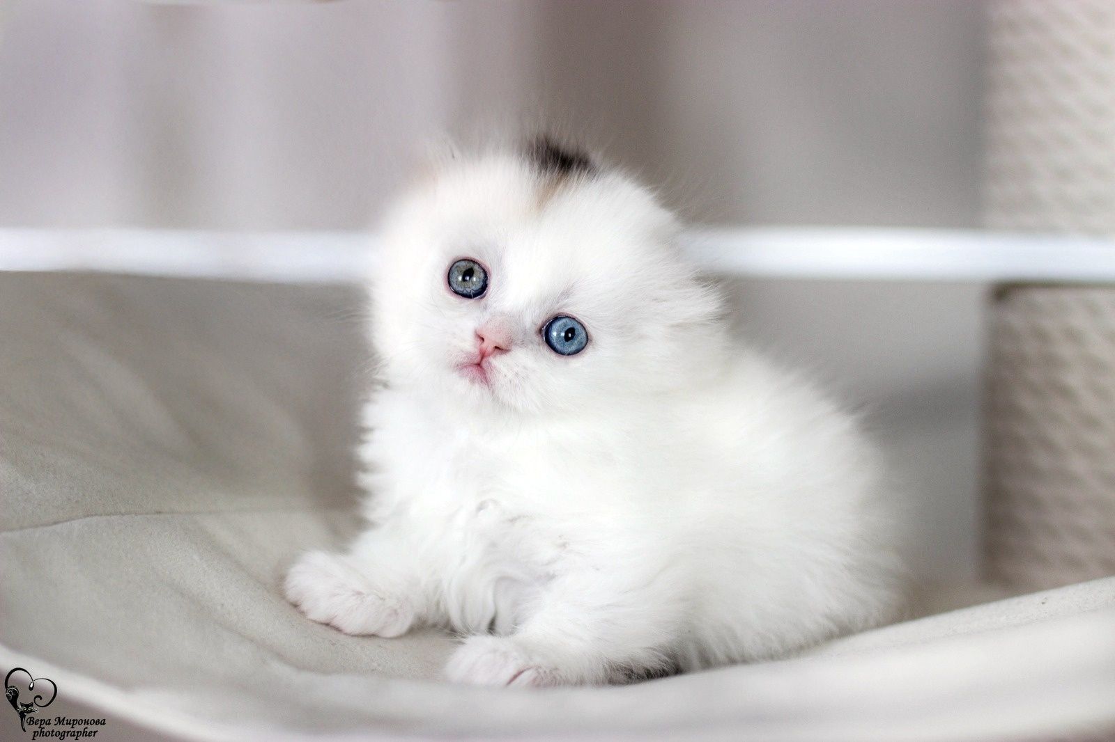 Шотландские котята скоттиш фолд хайленд