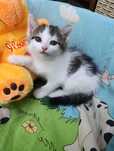 Котята Кызылорда