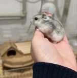 Чистокровные хомяки