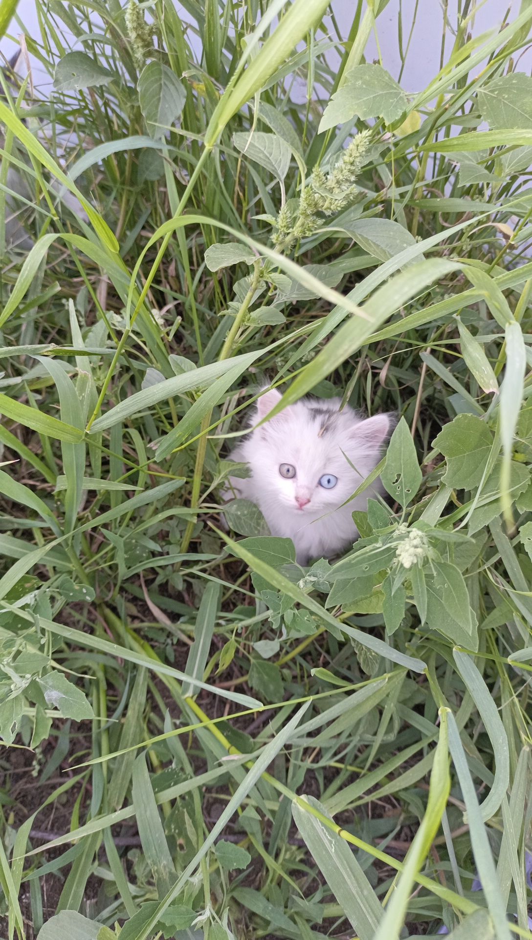 Отдам в добрые руки котят, 1,5- 2  месяца