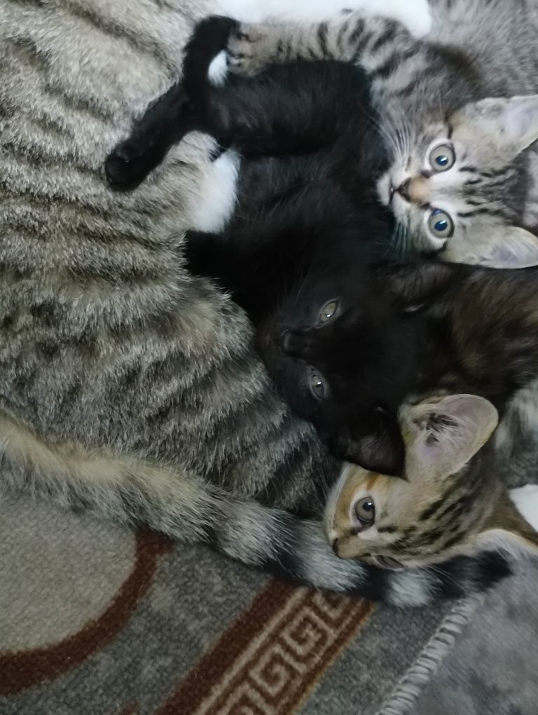Отдам котят в хорошие руки
