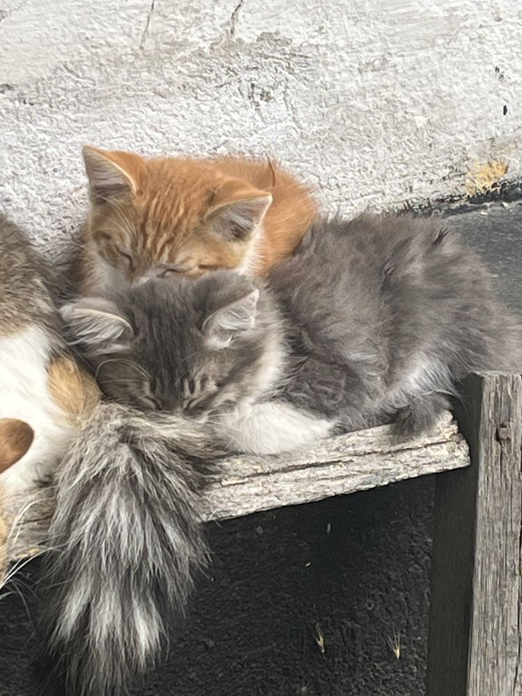 Отдам котят в добрые руки, 3 мальчика, 1 девочка