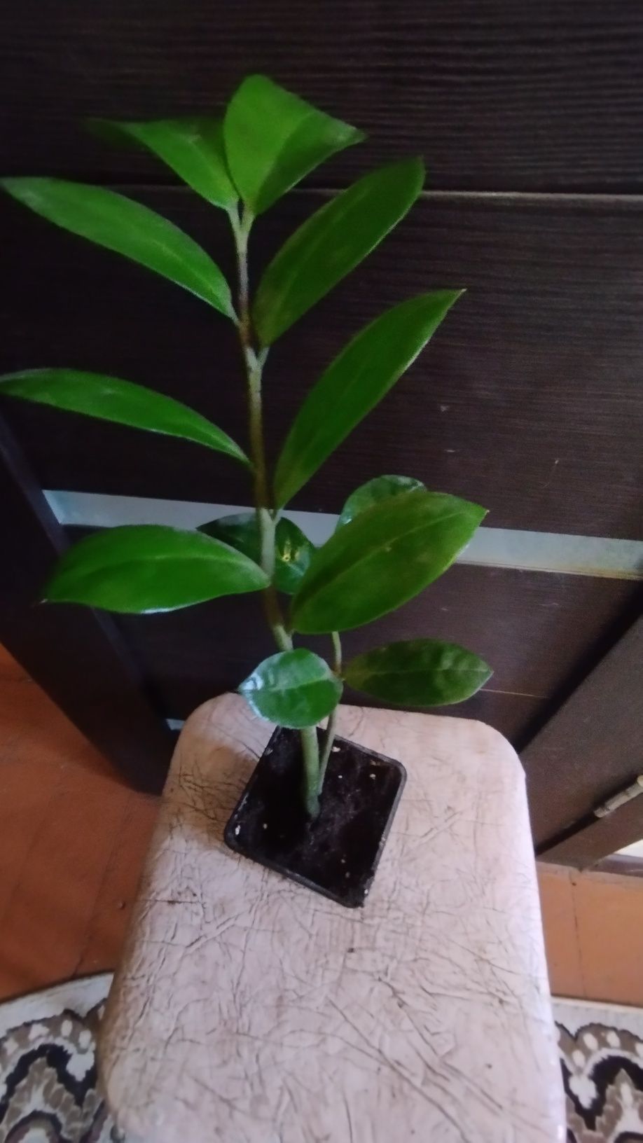 Продам замиакулькас