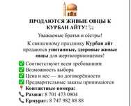 Баранины живые на Курбан айт