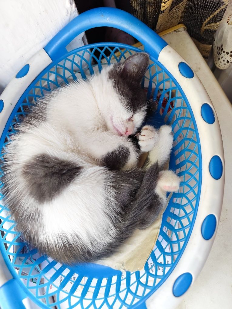 Котенок отдадим в добрые руки