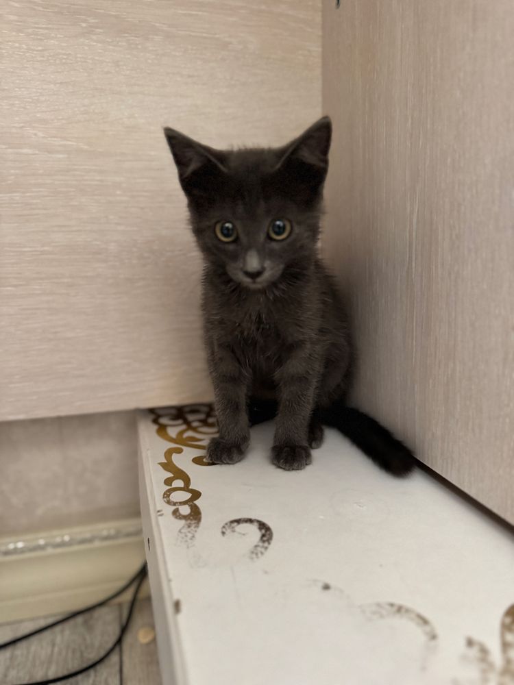 В добрые руки котенок серый мальчик