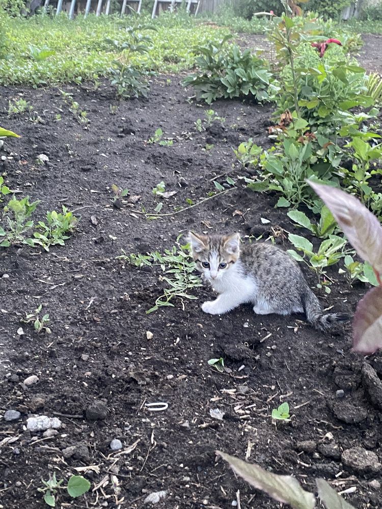 Отдам котенка девочка