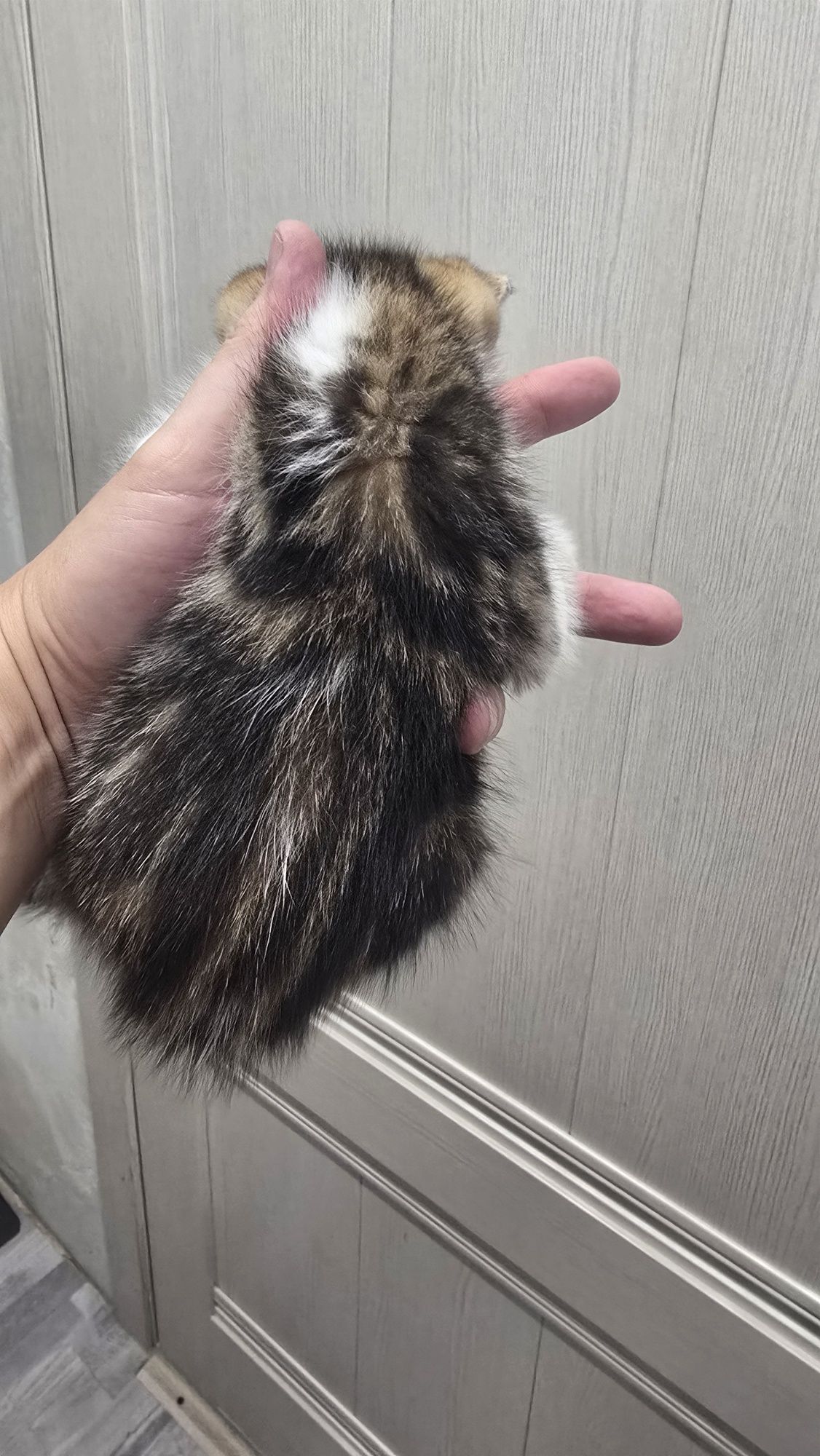 Продаю котят скотиф фолд