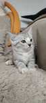 Котенок ищет дом