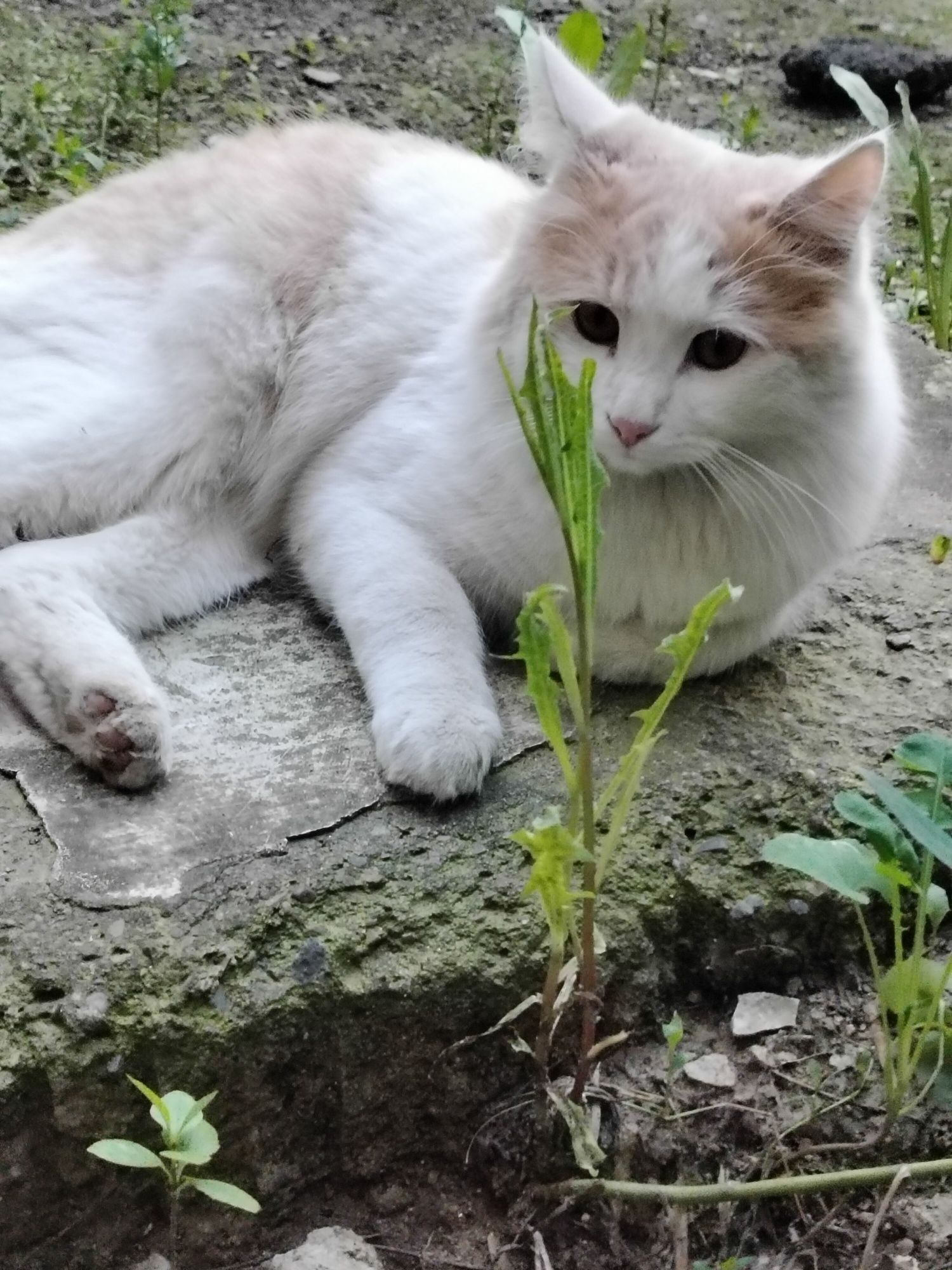 Котик- ПОТЕРЯШКА ищет семью!