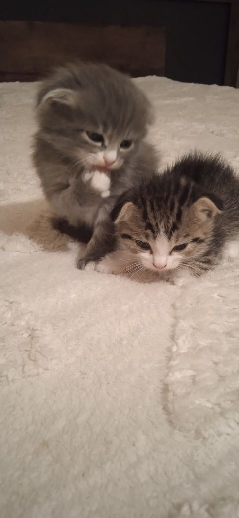 Отдадим Котят,веслоухих