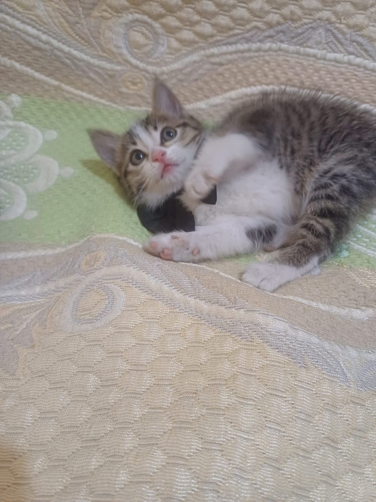 Котёнок мальчик 1,5 мес